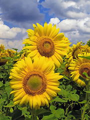 Image showing Sunflower field