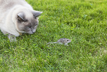 Image showing Cat and Mouse