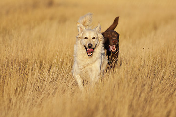 Image showing Dogs Running at Golden Hour