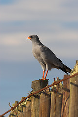 Image showing Pale Chanting Goshawk