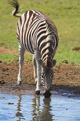 Image showing Zebra Drinking