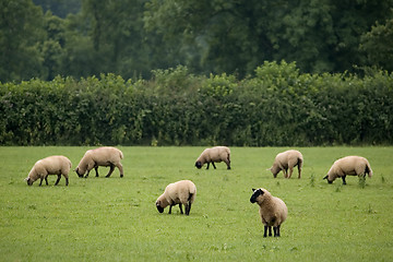 Image showing Grazing Sheep