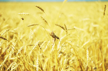 Image showing wheat field