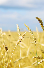 Image showing wheat field