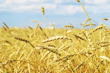 Image showing wheat field