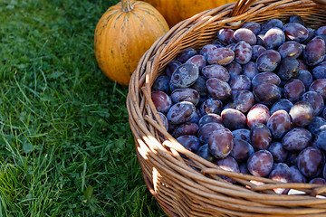 Image showing ripe plums in basket