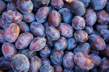 Image showing ripe purple and blue Plums (Blackthorns)