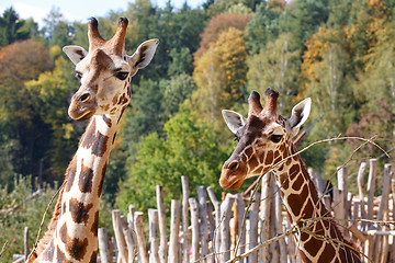 Image showing Giraffes