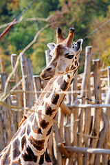 Image showing Giraffe