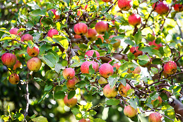 Image showing Bunch of red apples on a apple tree