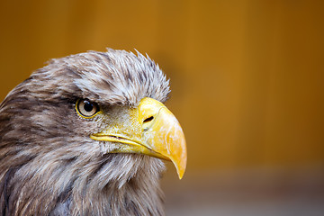 Image showing Big Sea Eagle (Haliaeetus albicill) looking ahead