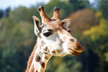 Image showing Giraffe