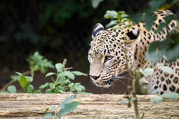 Image showing Snow Leopard Irbis (Panthera uncia) looking for prey