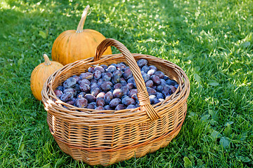 Image showing ripe plums in basket