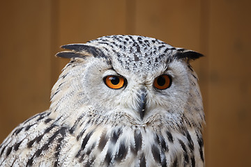 Image showing eagle owl with his big and beautiful oranges eyes