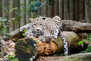 Image showing Snow Leopard Irbis (Panthera uncia) looking ahead