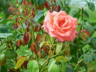 Image showing Rose with water drops in flowerbed