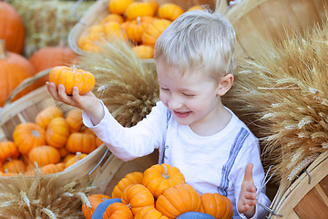 Image showing boy at the pumpkin patch