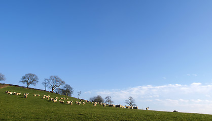 Image showing Sheep Landscape