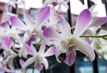 Image showing white orchid Dendrobium