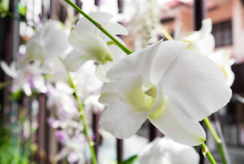 Image showing white orchid Dendrobium