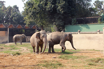 Image showing Asian Elephant