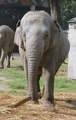 Image showing Asian Elephant