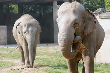 Image showing Asian Elephant
