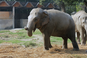 Image showing Asian Elephant