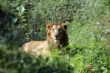 Image showing Lion (Panthera leo)