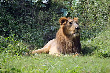 Image showing Lion (Panthera leo)