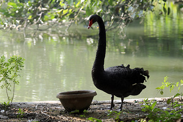 Image showing Black swan