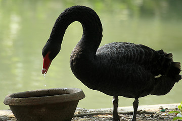 Image showing Black swan