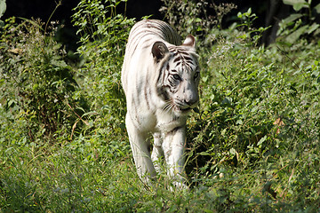 Image showing White Bengal tiger