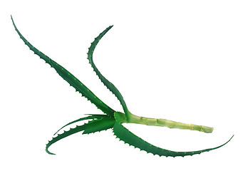 Image showing Aloe