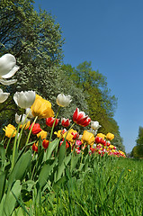 Image showing Park with Tulips