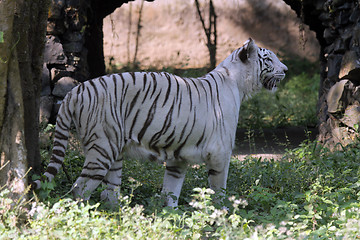 Image showing White Bengal tiger