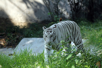 Image showing White Bengal tiger