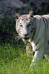 Image showing White Bengal tiger