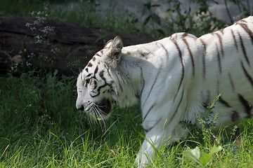 Image showing White Bengal tiger