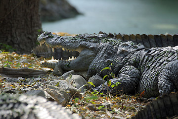 Image showing Freshwater Crocodile