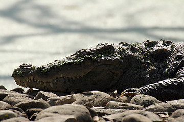 Image showing Freshwater Crocodile