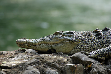 Image showing Saltwater crocodile