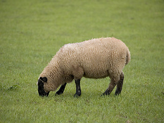 Image showing Single Sheep