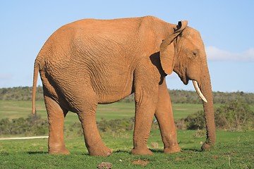 Image showing Elephant