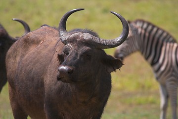 Image showing Buffalo