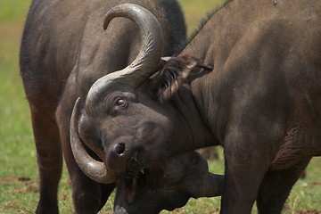 Image showing Buffalo Fighting