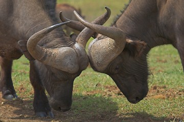 Image showing Locking horns