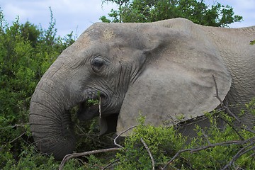 Image showing Elephat