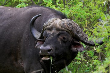 Image showing Feeding Buffalo